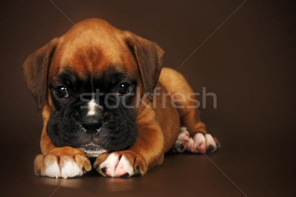 Sad puppy boxer laid his head on paws Stock photo © goroshnikova