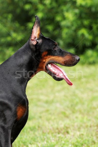 Siyah doberman portre profil güzel köpek Stok fotoğraf © goroshnikova