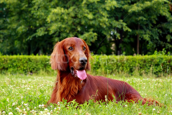 Irlandez lies iarbă roşu câine vară Imagine de stoc © goroshnikova