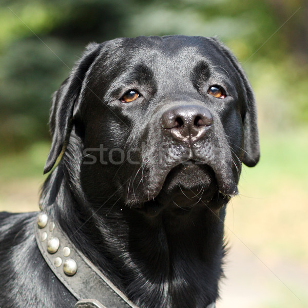 dog black Labrador Stock photo © goroshnikova