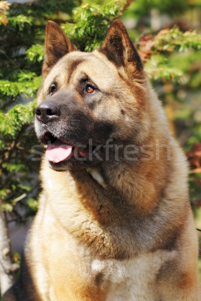 dog breed Akita inu looks up with a questioning look Stock photo © goroshnikova