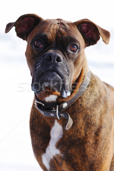 Psa bokser zimą biały słuchania szkolenia Zdjęcia stock © goroshnikova