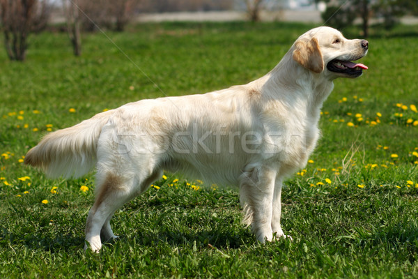 beautiful purebred dog Golden Retriever standing Stock photo © goroshnikova