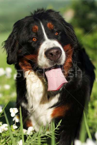 Szczęśliwy berneński pies pasterski dobre piękna odkryty lata Zdjęcia stock © goroshnikova
