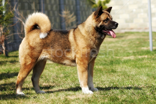 dog breed Akita inu stands sideways to show the position Stock photo © goroshnikova