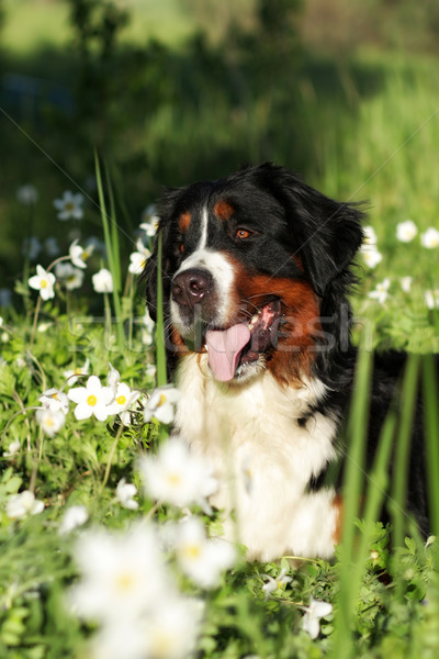 Bella felice cane bovaro del bernese fiore estate Foto d'archivio © goroshnikova