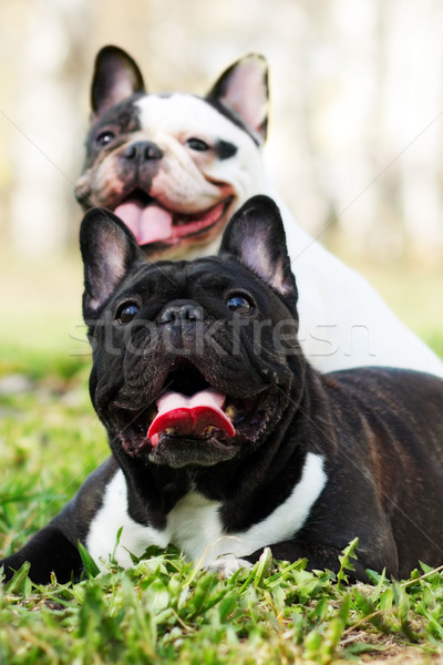 two dogs French bulldogs in the summer  Stock photo © goroshnikova