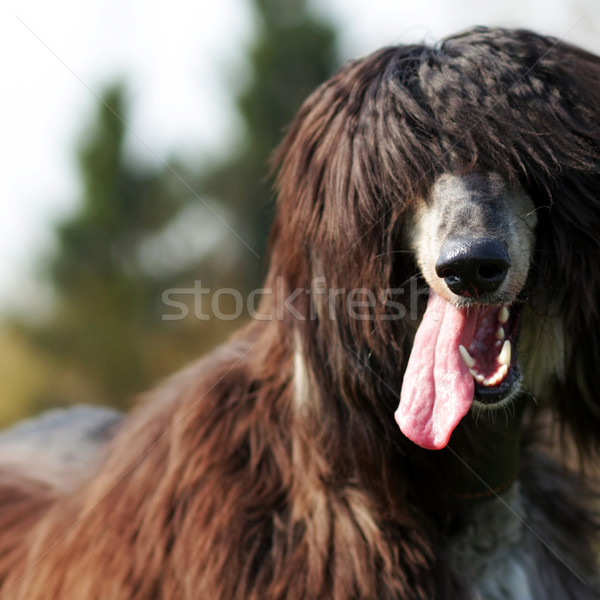 happy dog Afghan hound Stock photo © goroshnikova