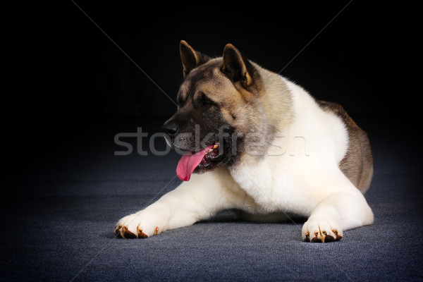 Dog breed Akita inu lies Stock photo © goroshnikova