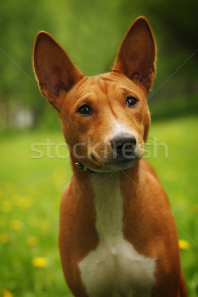 Stock photo: cute dog Basenji looking