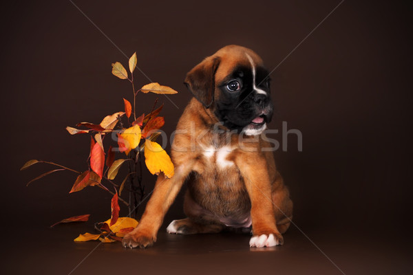 Cute Rood puppy bokser vergadering bruin Stockfoto © goroshnikova