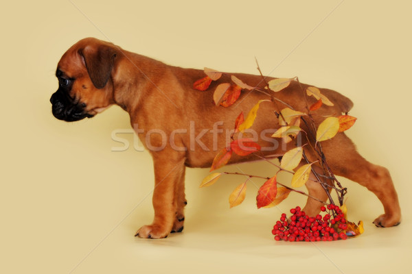 red puppy boxer stands sideways over autumn leaves Stock photo © goroshnikova