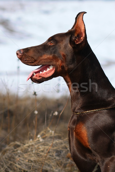 Perro marrón doberman hermosa campeón retrato Foto stock © goroshnikova
