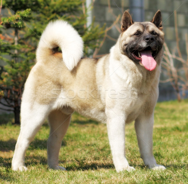 dog breed Akita inu stands to show the position Stock photo © goroshnikova