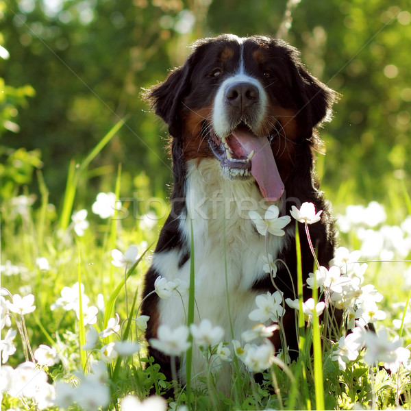 Piękna szczęśliwy berneński pies pasterski posiedzenia kwiat łące Zdjęcia stock © goroshnikova