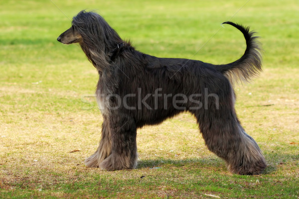 dog breed Afghan Hound stands sideways Stock photo © goroshnikova