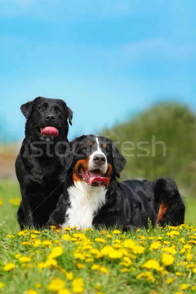 Zwei glücklich Hunde liegen Sommer Freien Stock foto © goroshnikova