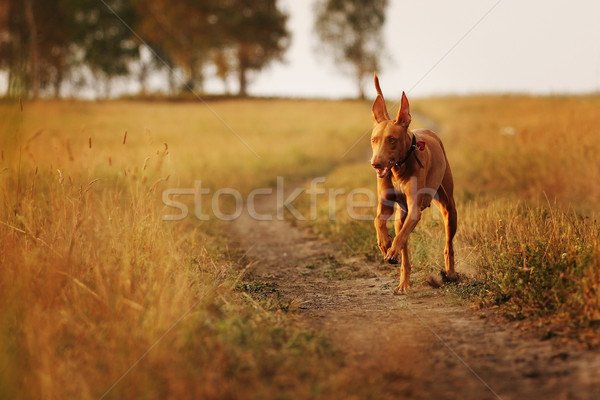 Kutyafajta fáraó vadászkutya fut mező naplemente Stock fotó © goroshnikova
