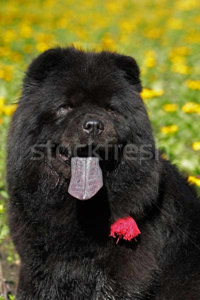 Beautiful fluffy black dog, Chow Chow summer outdoors Stock photo © goroshnikova