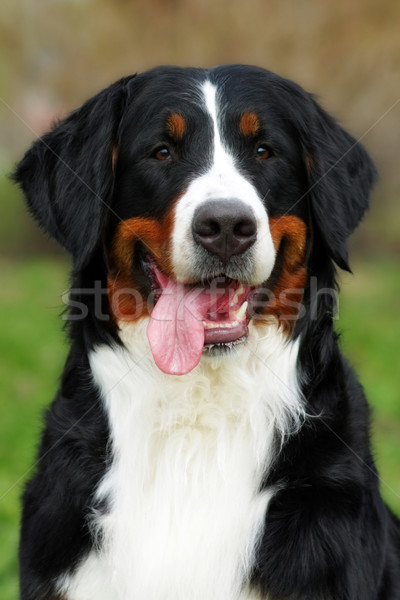Stock foto: Glücklich · Berner · Sennenhund · lächelnd · Sommer · Natur · Gesicht