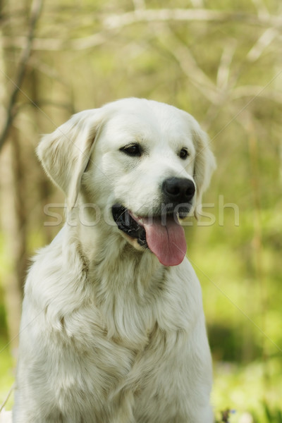 Gyönyörű fajtiszta kutya golden retriever nyár közelkép portré Stock fotó © goroshnikova