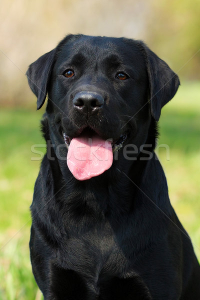 happy dog Labrador Retriever Stock photo © goroshnikova