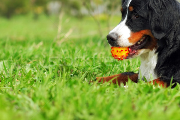 Szczęśliwą rodzinę psa berneński pies pasterski trawy lata zęby Zdjęcia stock © goroshnikova