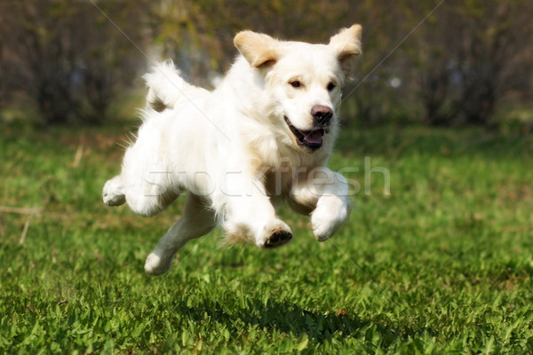 Happy dog Golden Retriever quickly runs and jumps Stock photo © goroshnikova