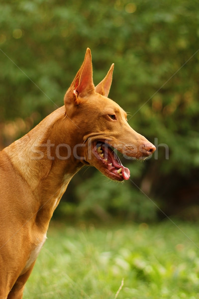 Fáraó vadászkutya fej kutyák profil természet Stock fotó © goroshnikova