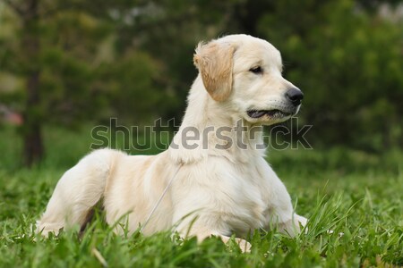 Young happy dog Golden Retriever runs  Stock photo © goroshnikova