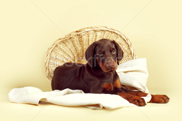 Beautiful purebred brown Doberman puppy is lying on a beige back Stock photo © goroshnikova