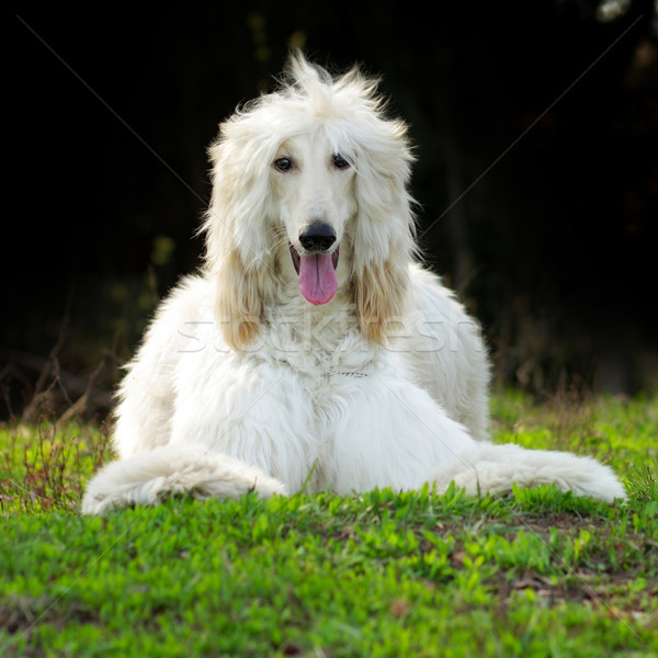 Psa ogar piękna lata cień Zdjęcia stock © goroshnikova