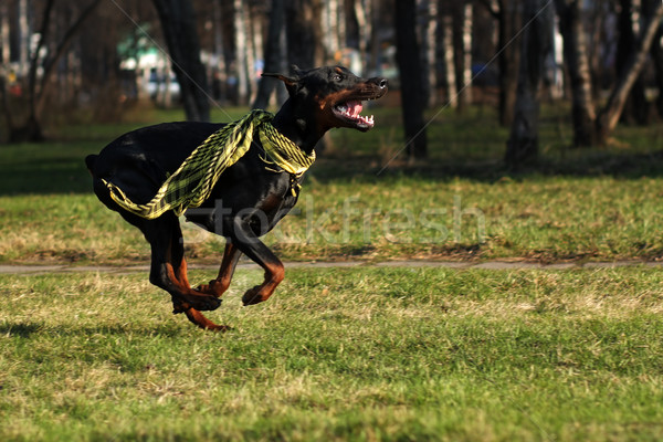 Nero cane doberman esecuzione estate parco Foto d'archivio © goroshnikova