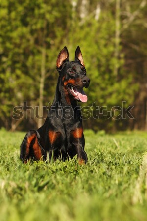 Boldog kutya ír ugrik fű nyár Stock fotó © goroshnikova