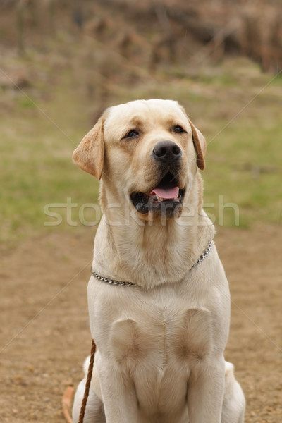 Cafeniu câine labrador retriever frumos Imagine de stoc © goroshnikova