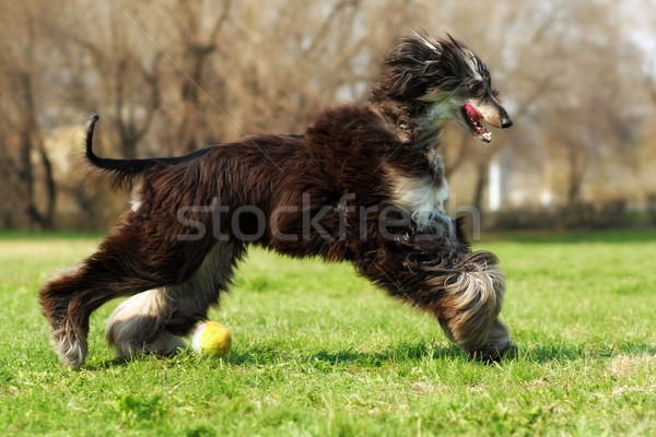 Afghan hound dog running with the ball Stock photo © goroshnikova