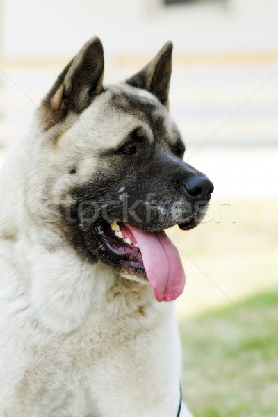 dog breed Akita inu in the summer heat outdoors Stock photo © goroshnikova
