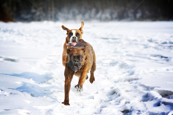 Deux chiens boxeur amusement courir [[stock_photo]] © goroshnikova