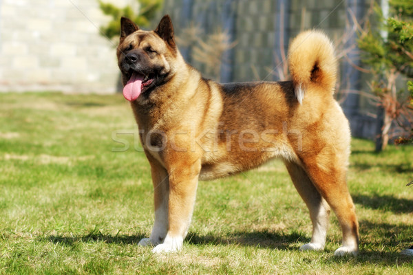 dog breed Akita inu stands Stock photo © goroshnikova
