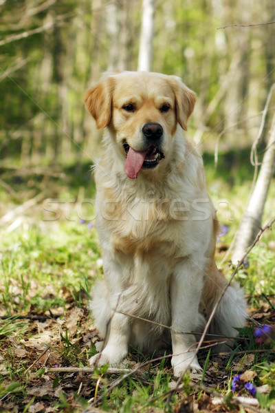 dog Golden Retriever Stock photo © goroshnikova