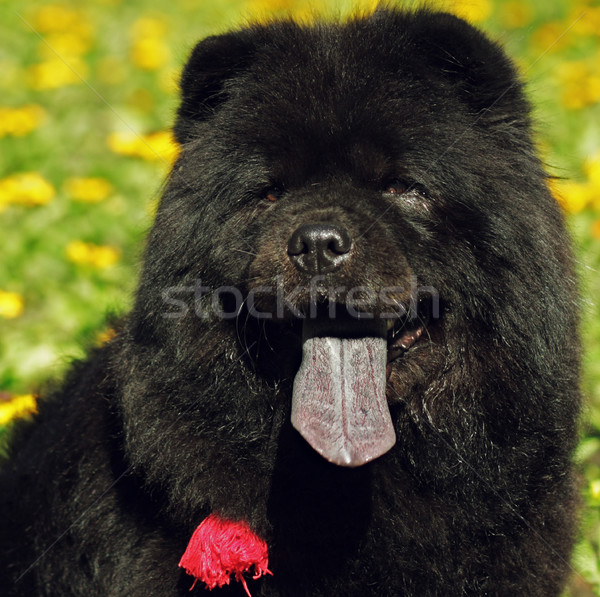 красивой пушистый черный собака лет улице Сток-фото © goroshnikova
