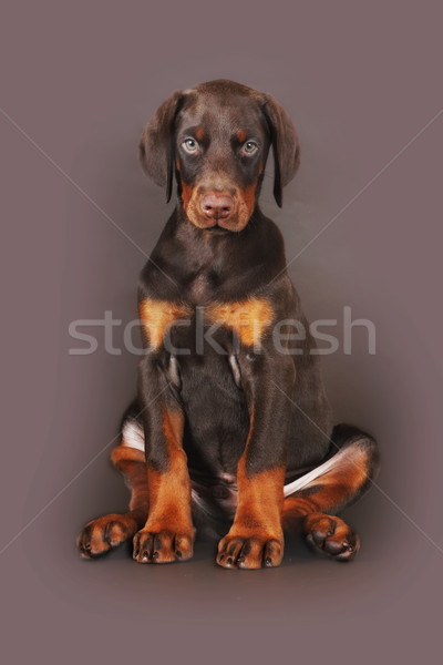 Gyönyörű barna doberman kutyakölyök ül stúdió Stock fotó © goroshnikova