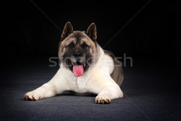 happy dog breed Akita inu  Stock photo © goroshnikova