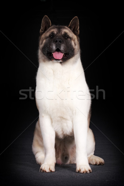 Stock photo: cheerful dog breed Akita inu