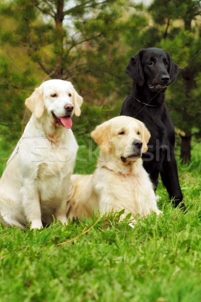 Groep drie honden retriever twee gouden Stockfoto © goroshnikova