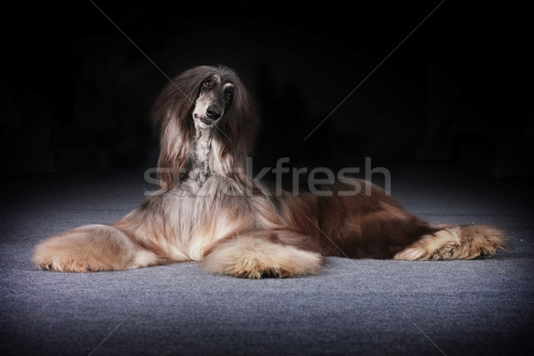 Hermosa perro alimentos mentiras animales Foto stock © goroshnikova