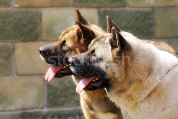 Dos perros junto mirando dirección muro de piedra Foto stock © goroshnikova