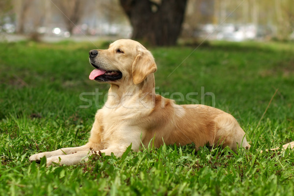 Feliz cão golden retriever retrato engraçado jovem Foto stock © goroshnikova