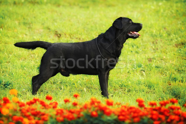 Labrador retriever în picioare arăta pozitie câine Imagine de stoc © goroshnikova