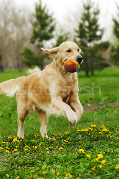 Сток-фото: собака · Золотистый · ретривер · играет · парка · лет · работает